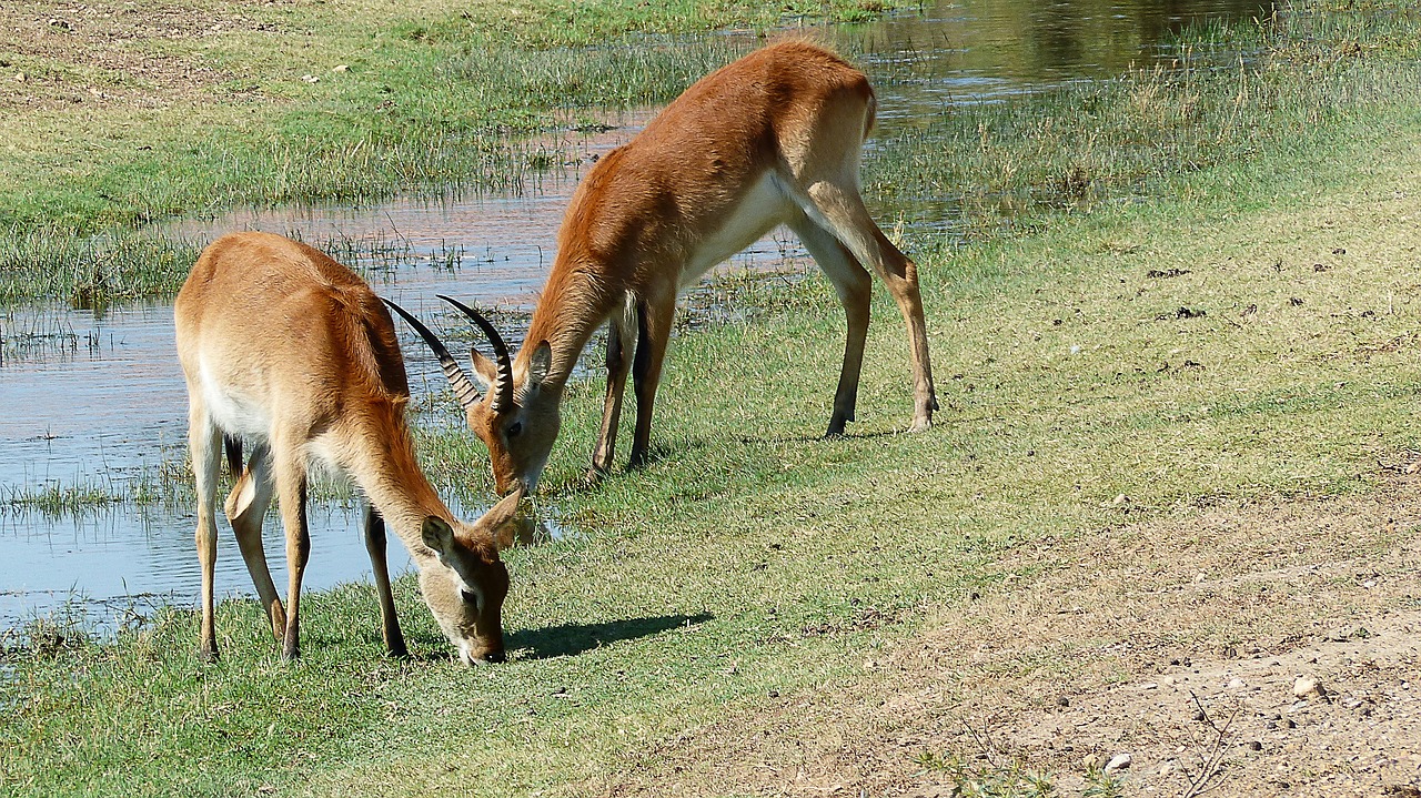 antelopes  animals  water free photo