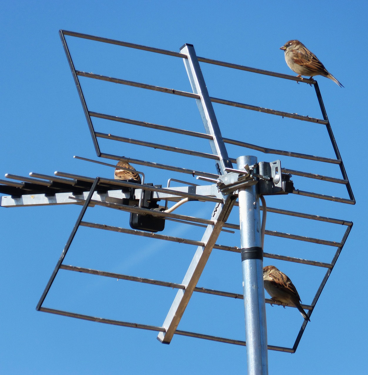 antenna sky sparrows free photo