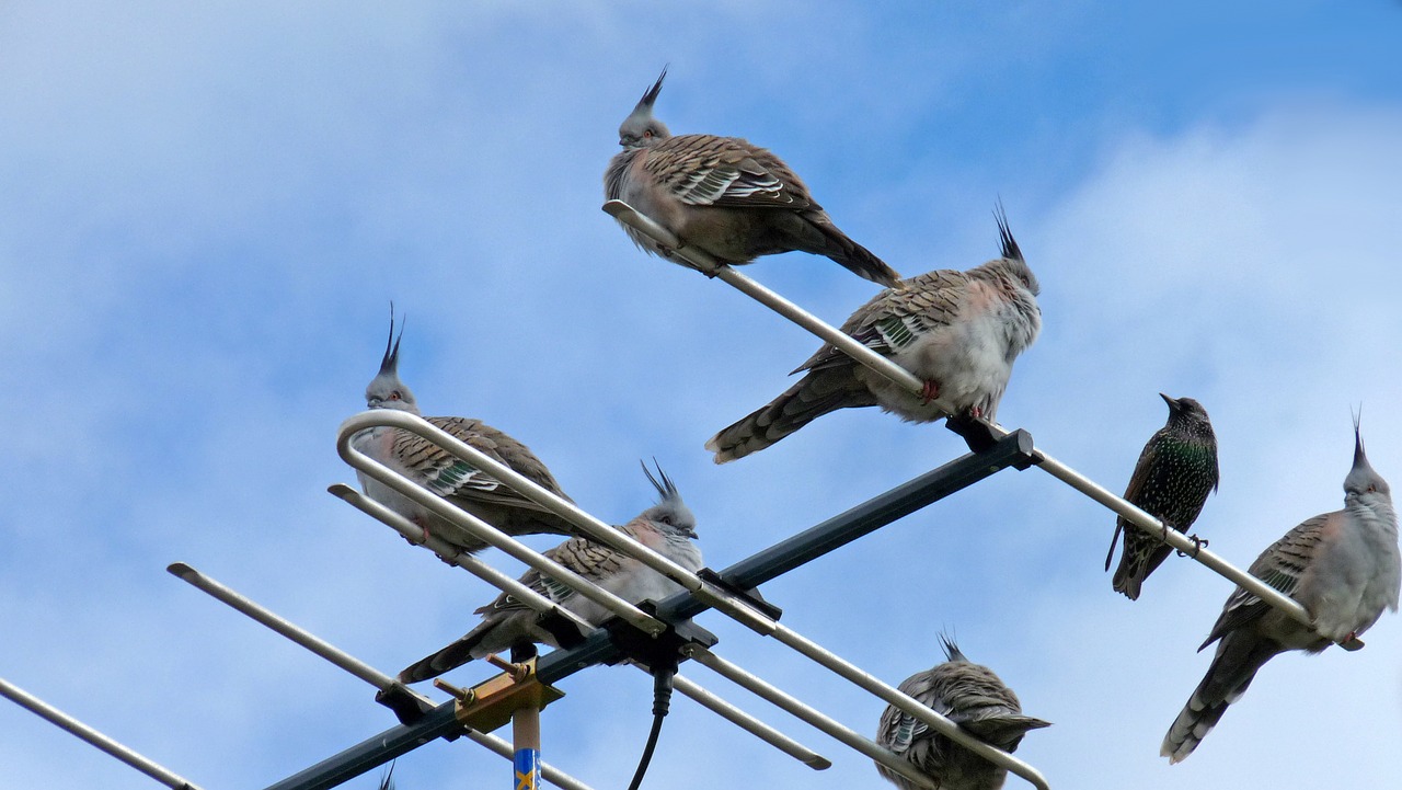 antenna  birds  nature free photo