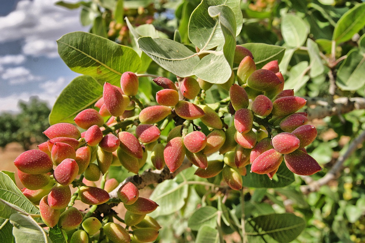 antep peanut tree free photo