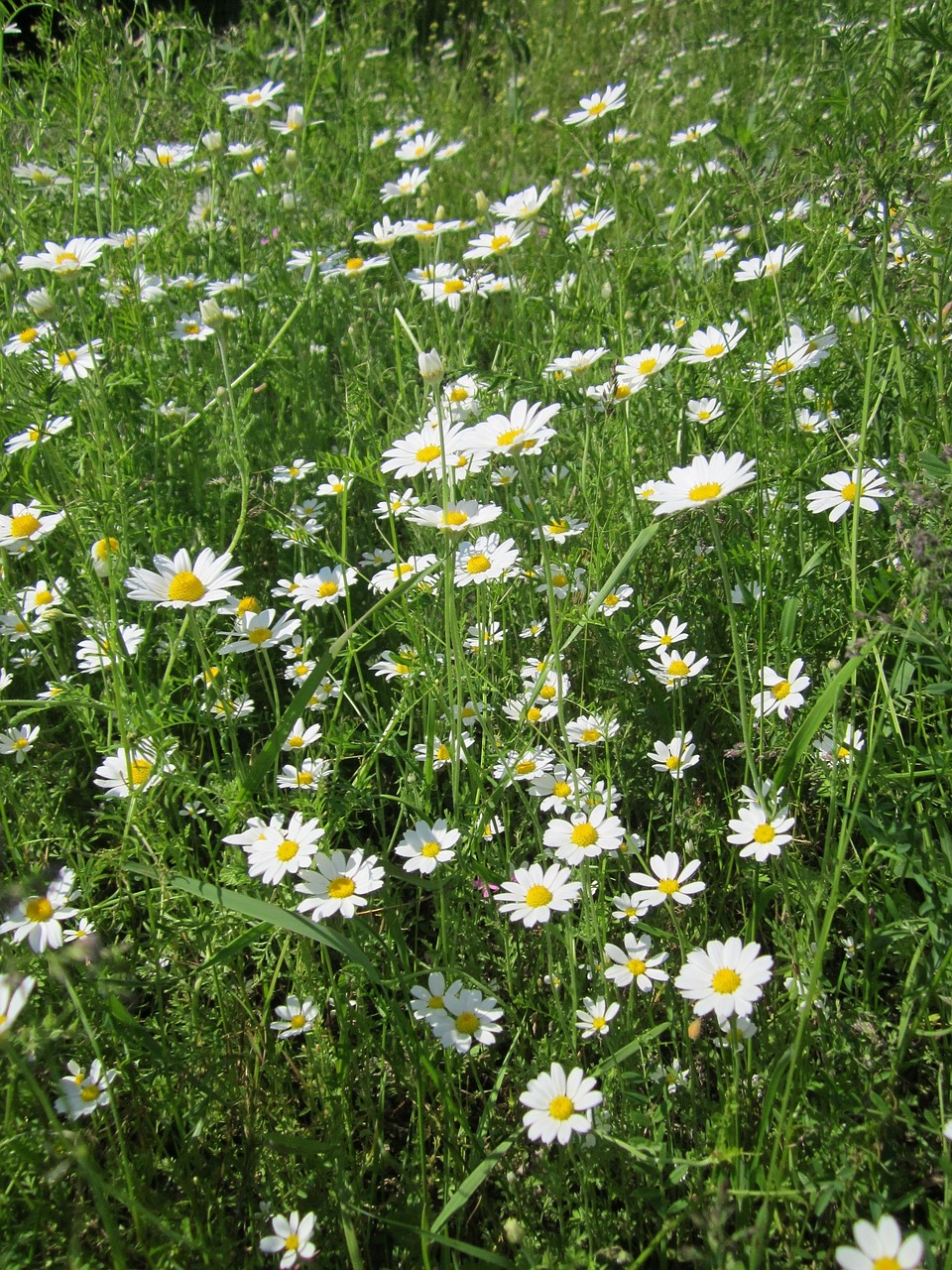 anthemis arvensis corn chamomile mayweed free photo