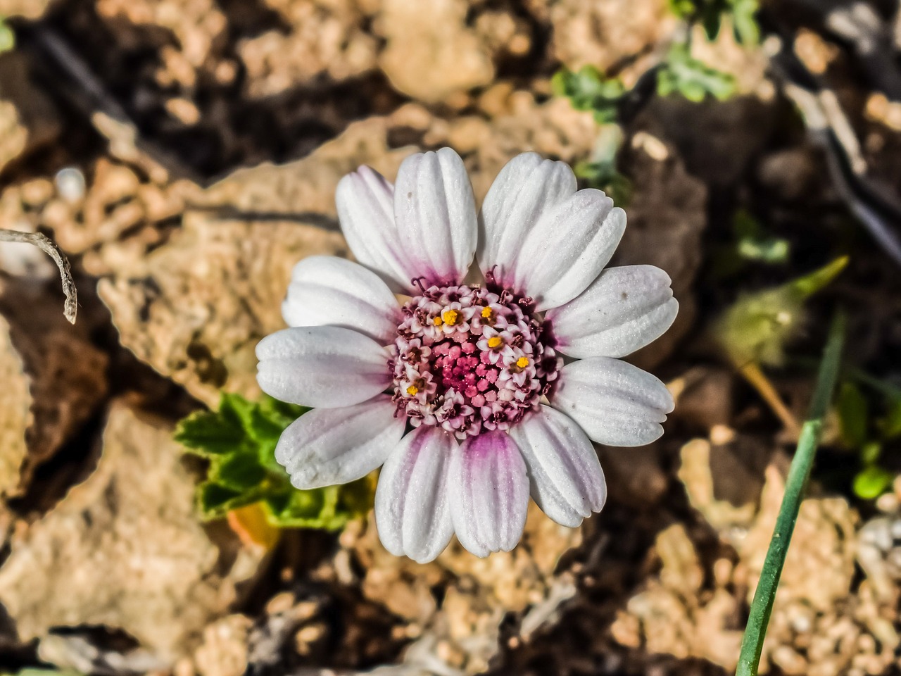 anthemis tricolor wildflower daisy free photo