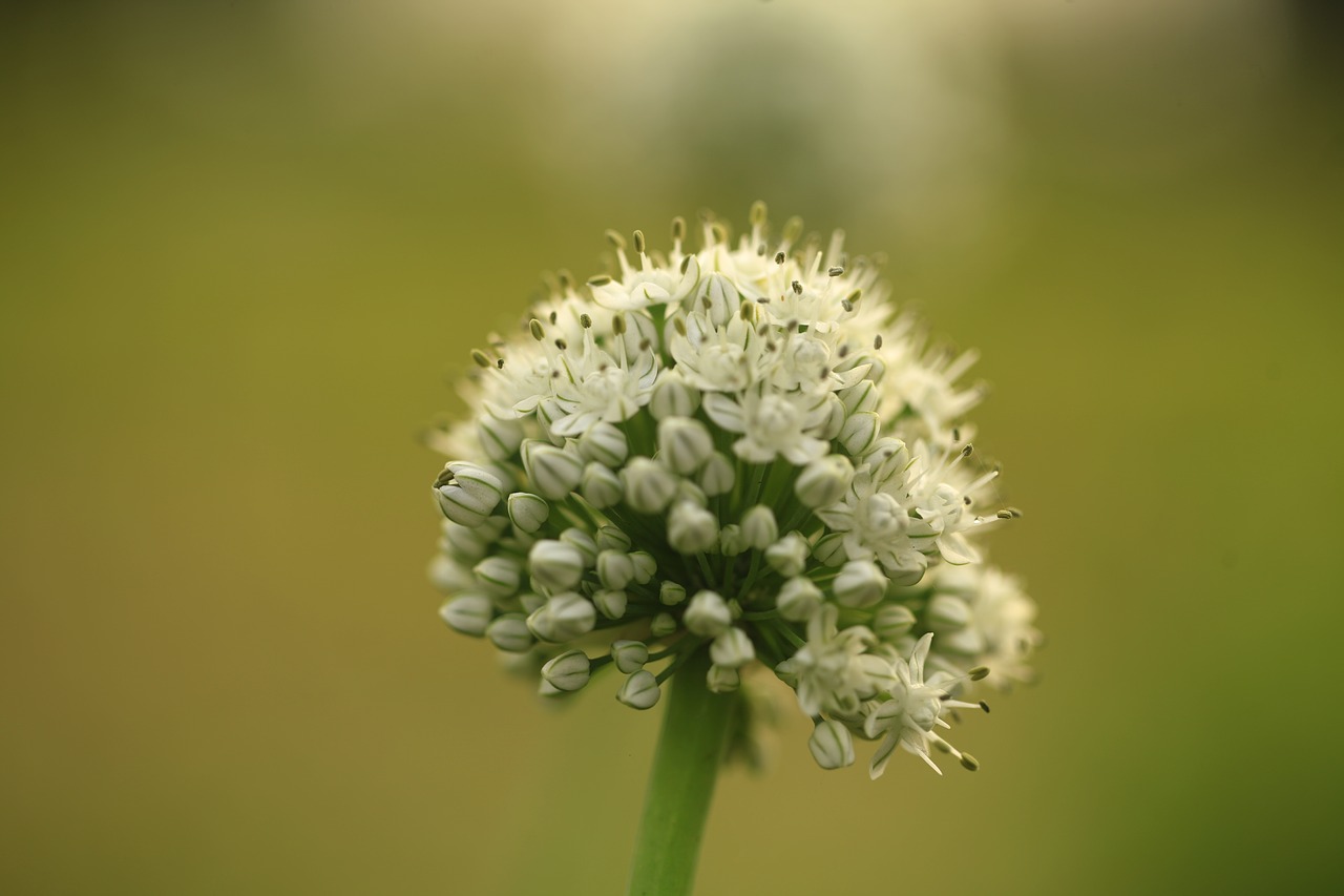 anthers onion flowers flower free photo