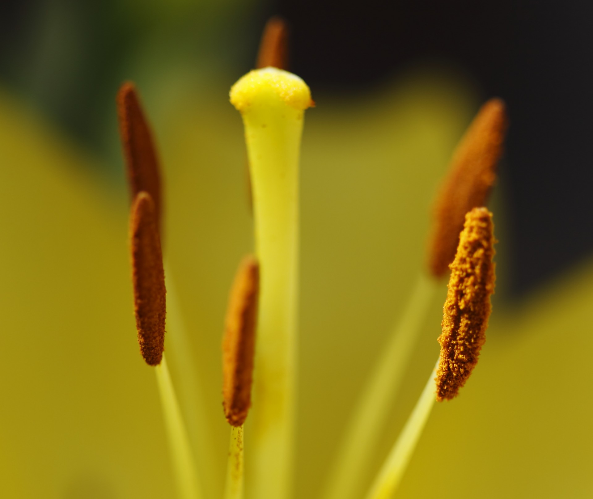 Flower anthers stigma anthers And Stigma free Pictures Free Image 