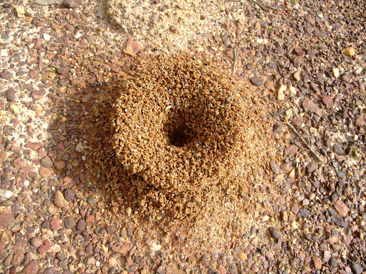 anthill ant insect free photo
