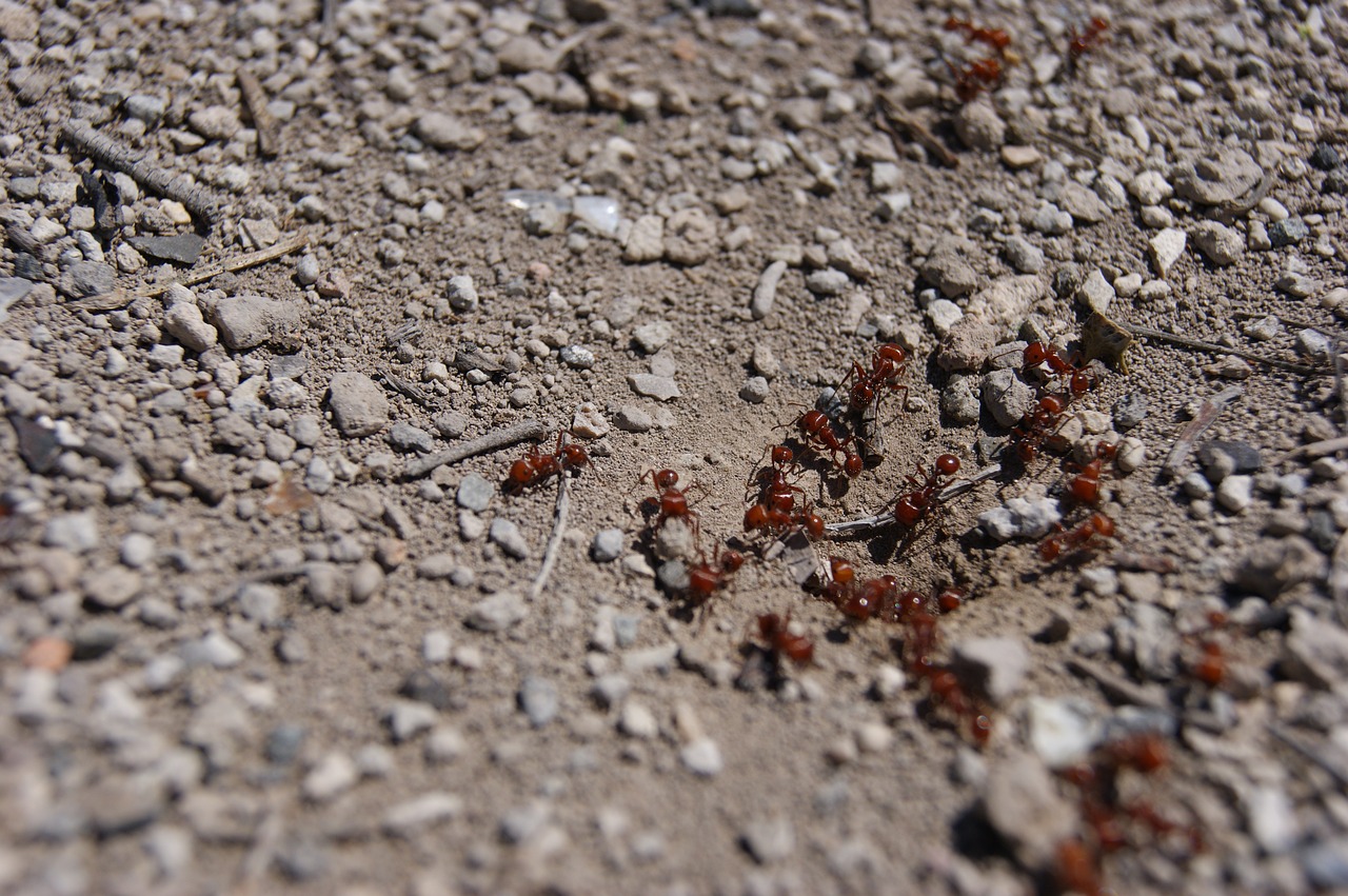 anthill ant earth free photo