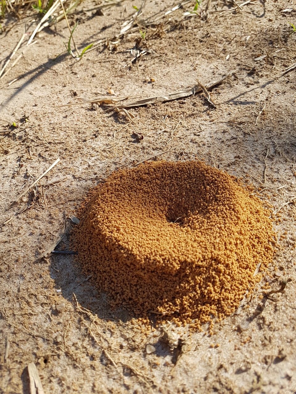 anthill ant ground free photo