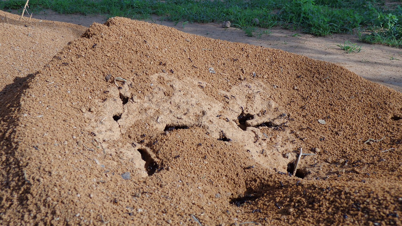 anthill nature ant free photo