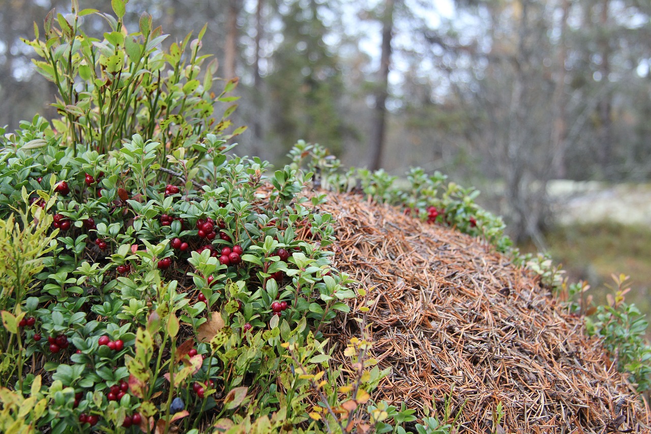 anthill  cranberries  the nature of the free photo