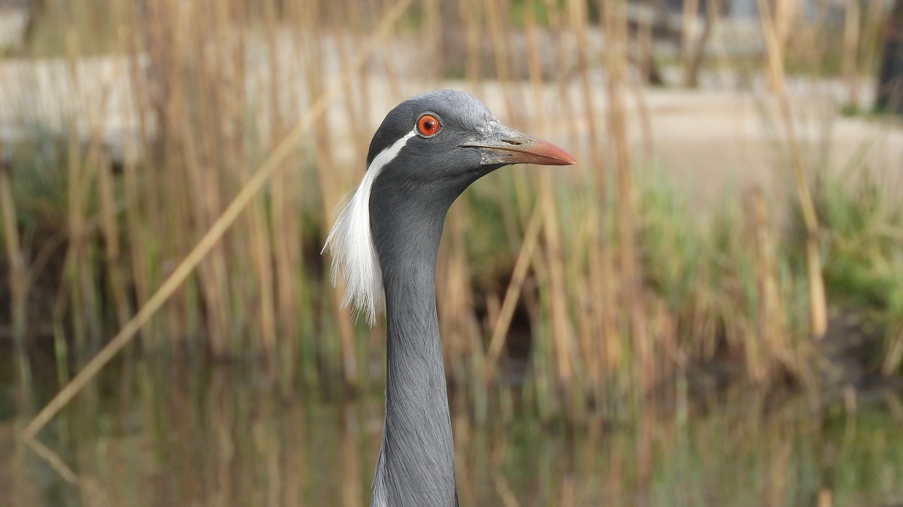 anthropoides virgo  crane virgin  crane free photo