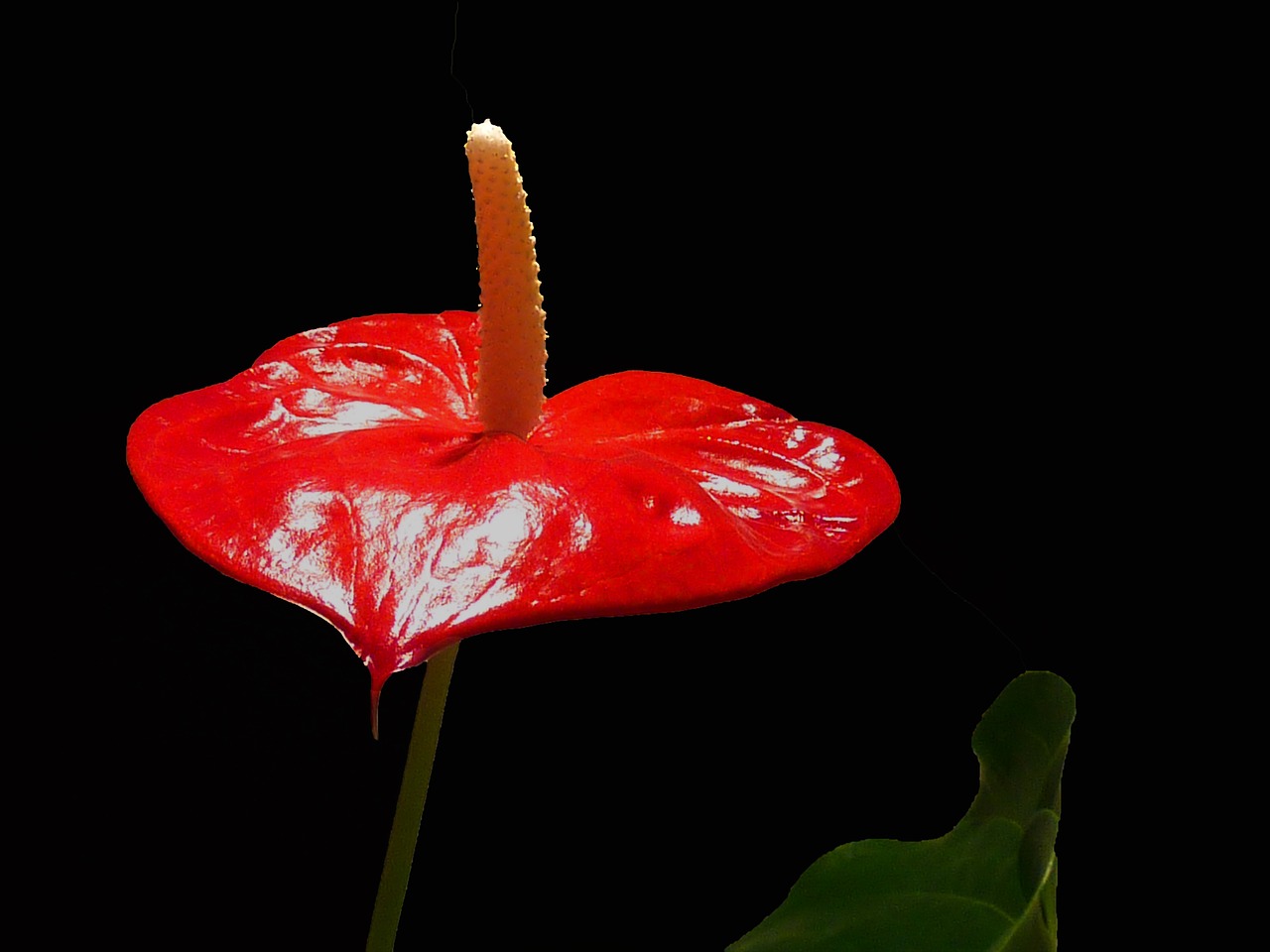 anthurium flower red free photo