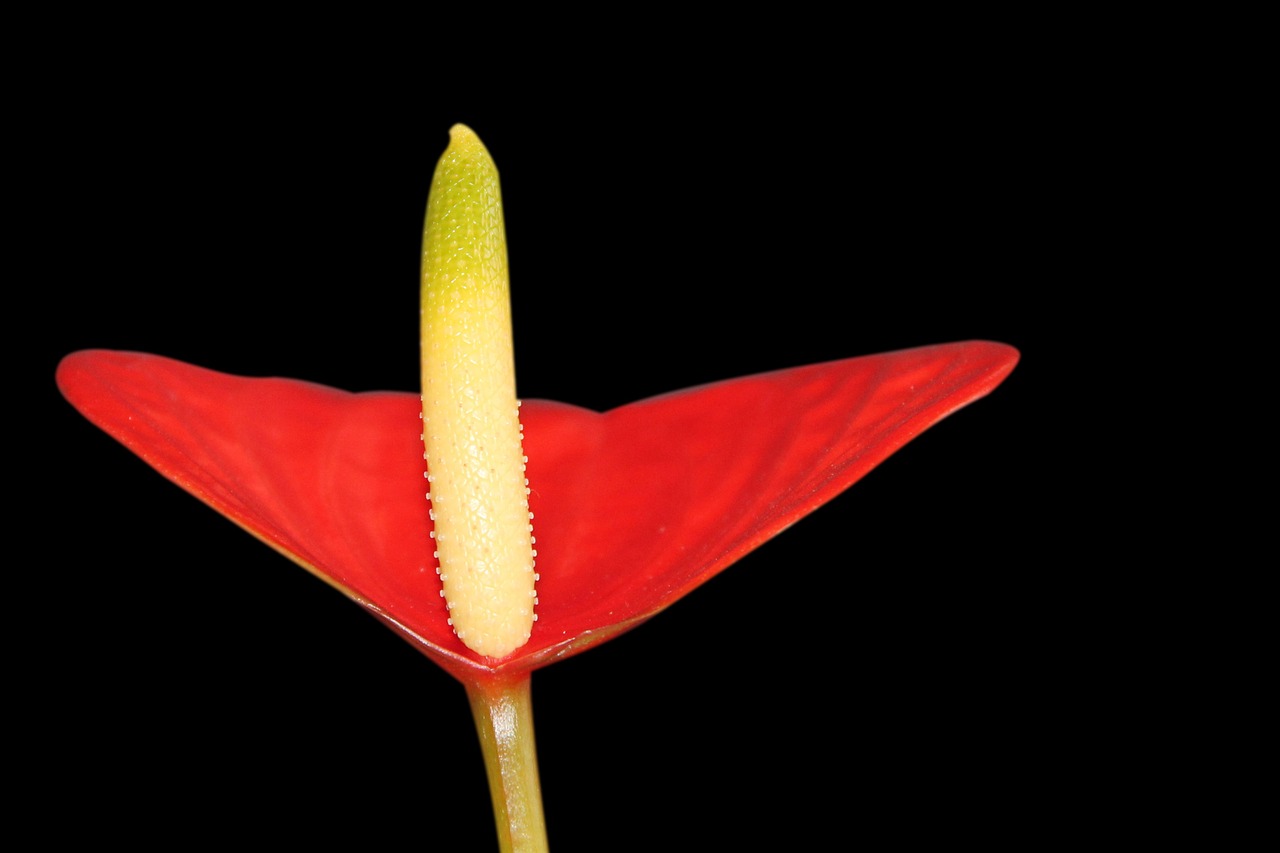 anthurium blossom bloom free photo