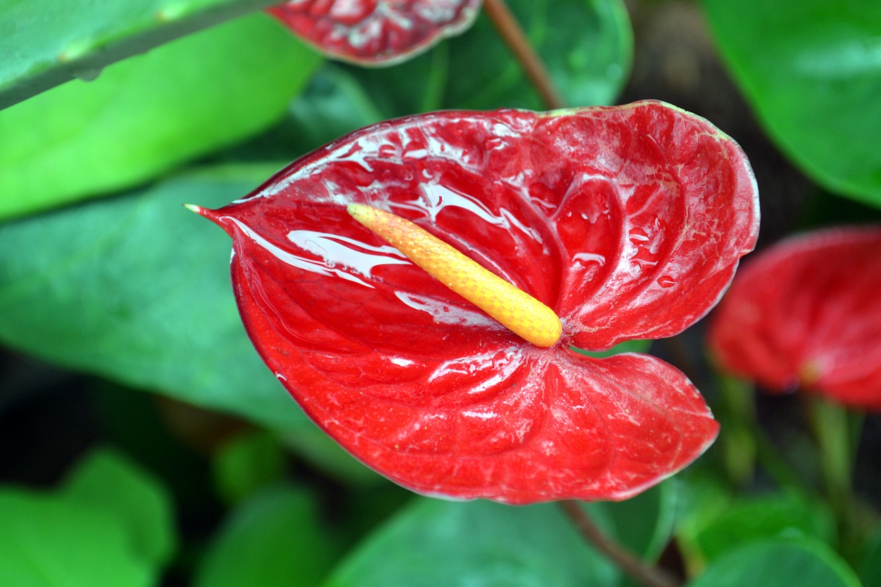 anthurium foliage plants free photo