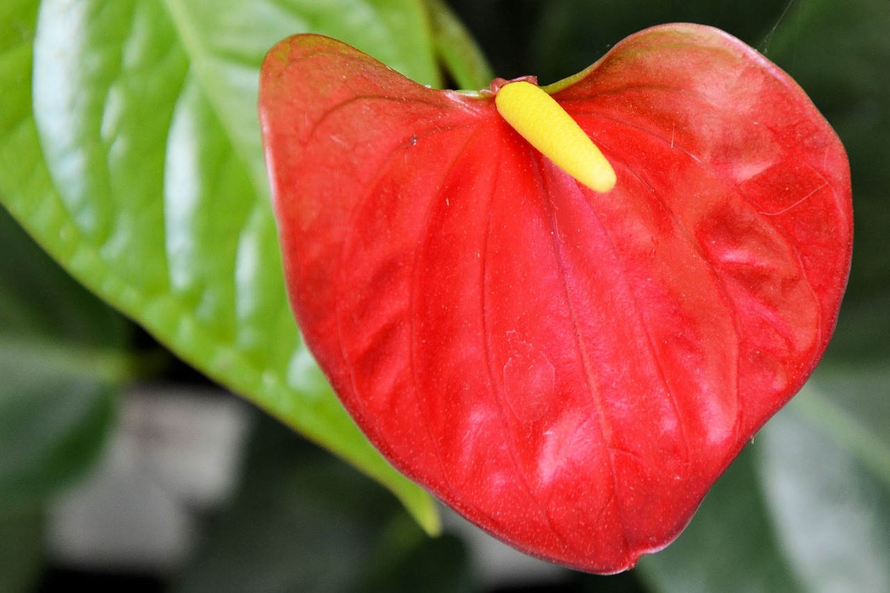 anthurium flamingo flower red free photo