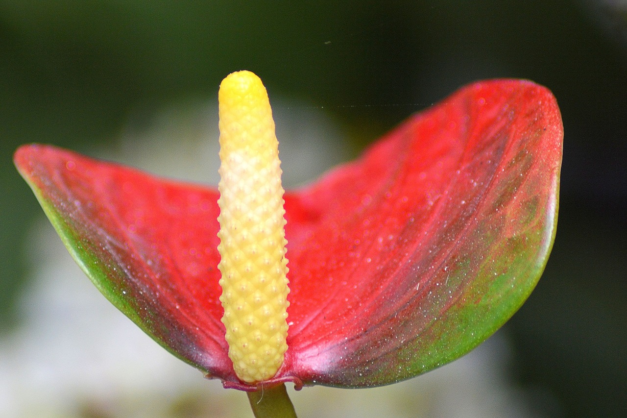 anthurium blossom bloom free photo