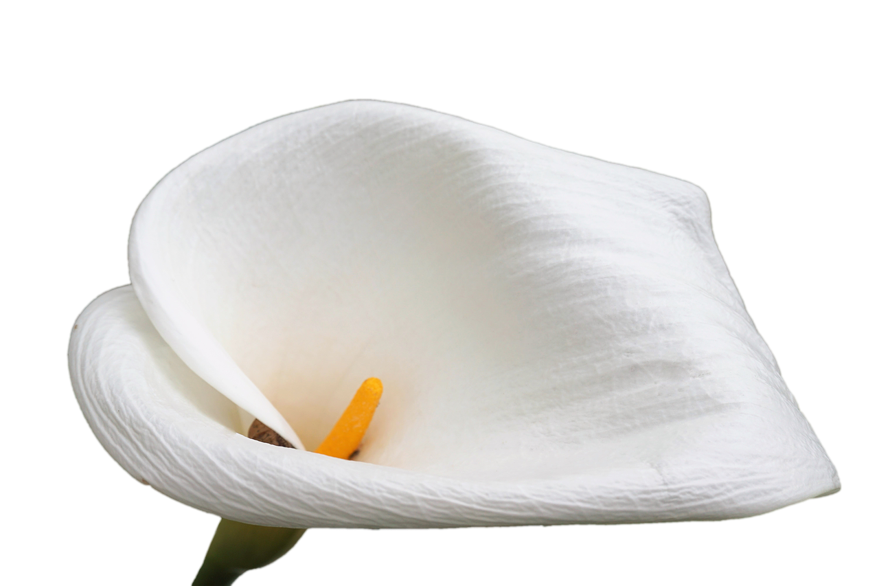 anthurium flower blossom free photo