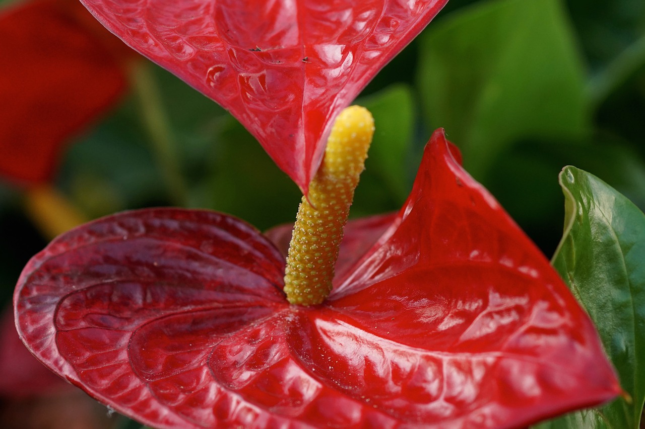 anthurium red flamingo flower free photo