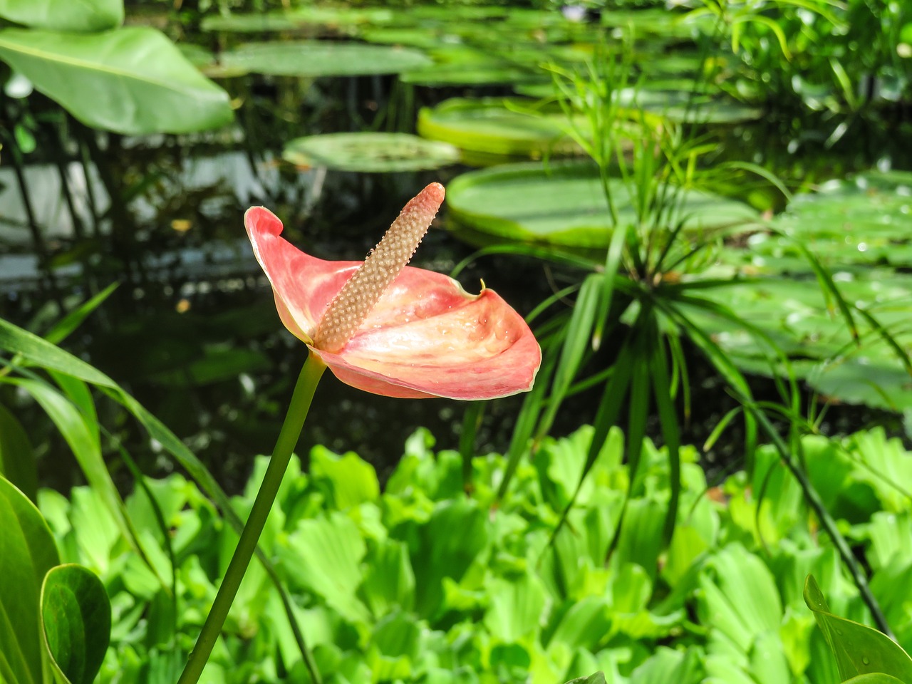 anthurium flower exotic free photo