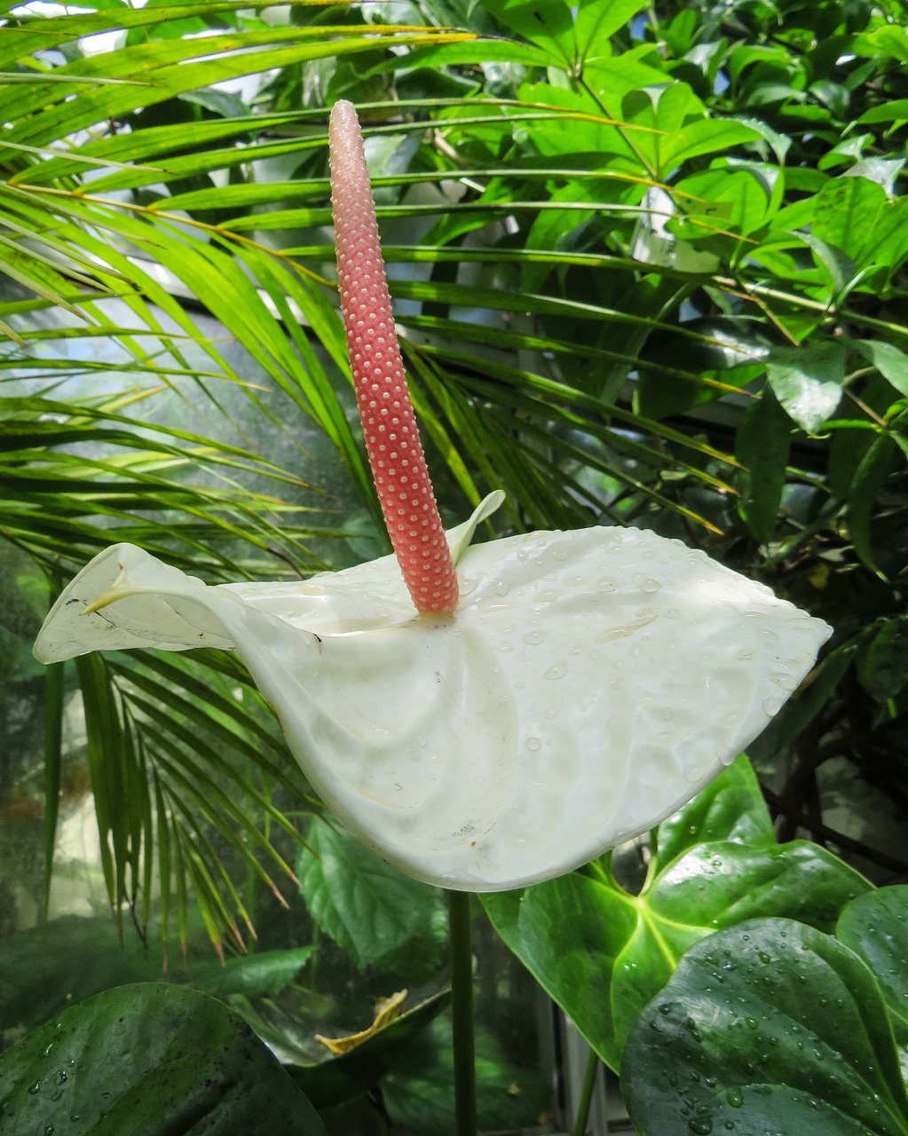 anthurium exotic flower free photo