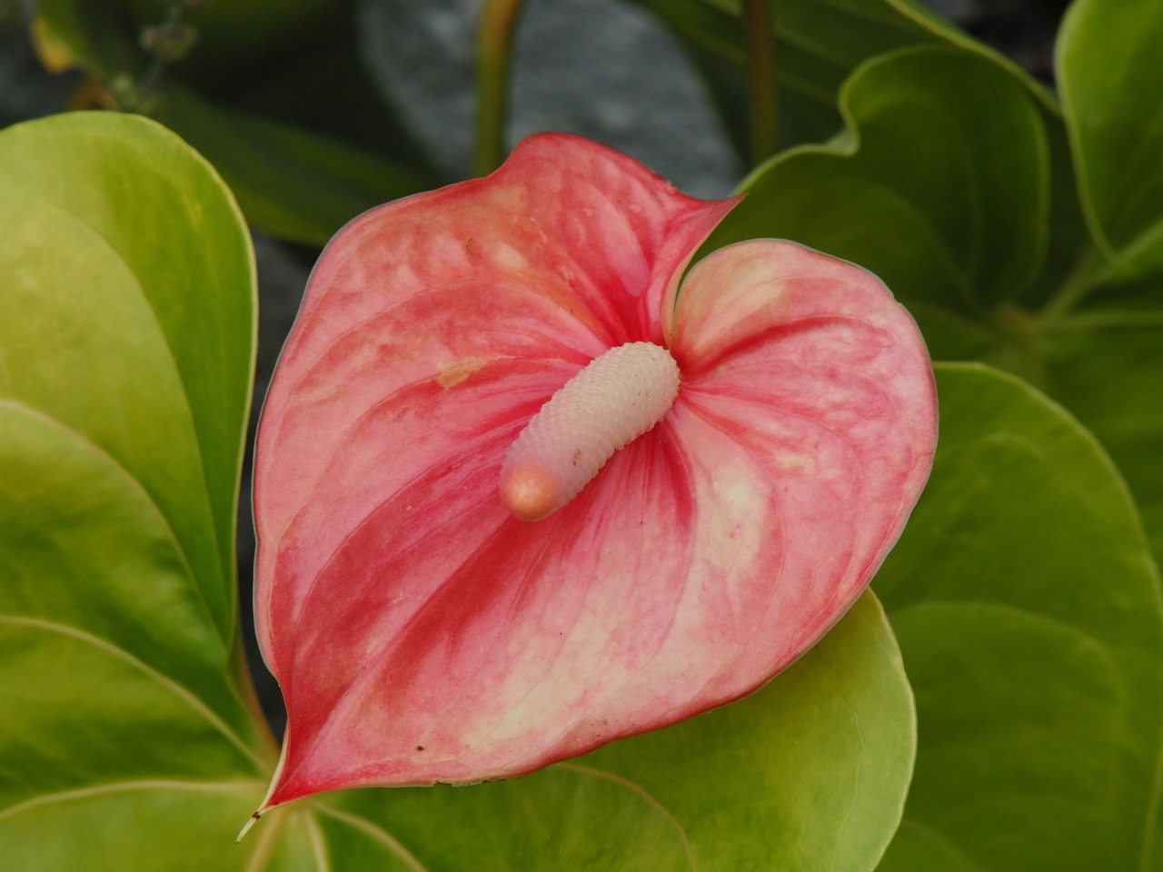 anthurium flower plant free photo