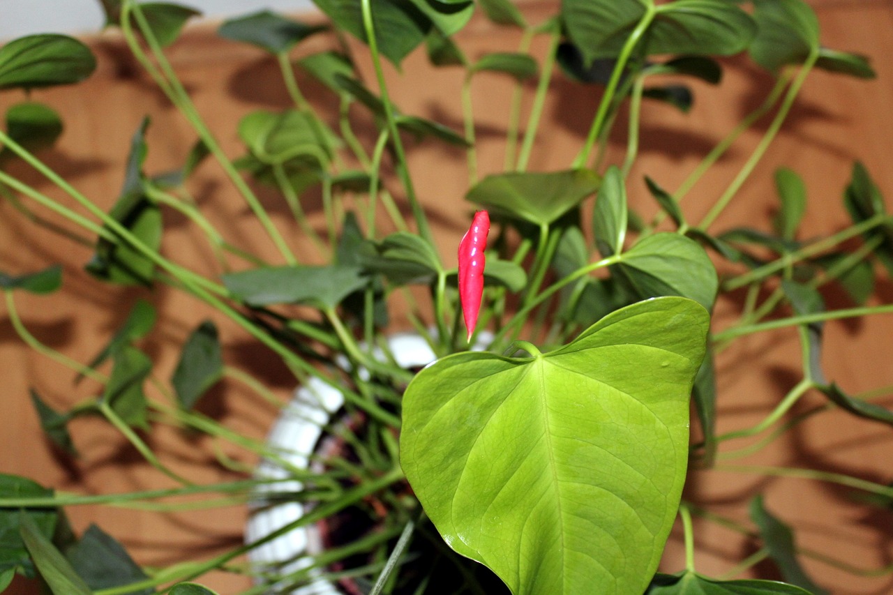 anthurium potted flower nature free photo