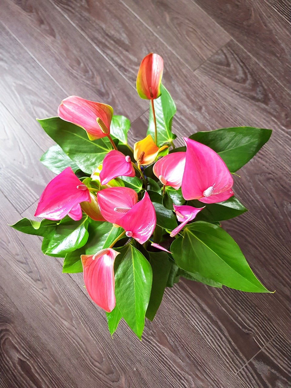 anthurium beauty pink free photo