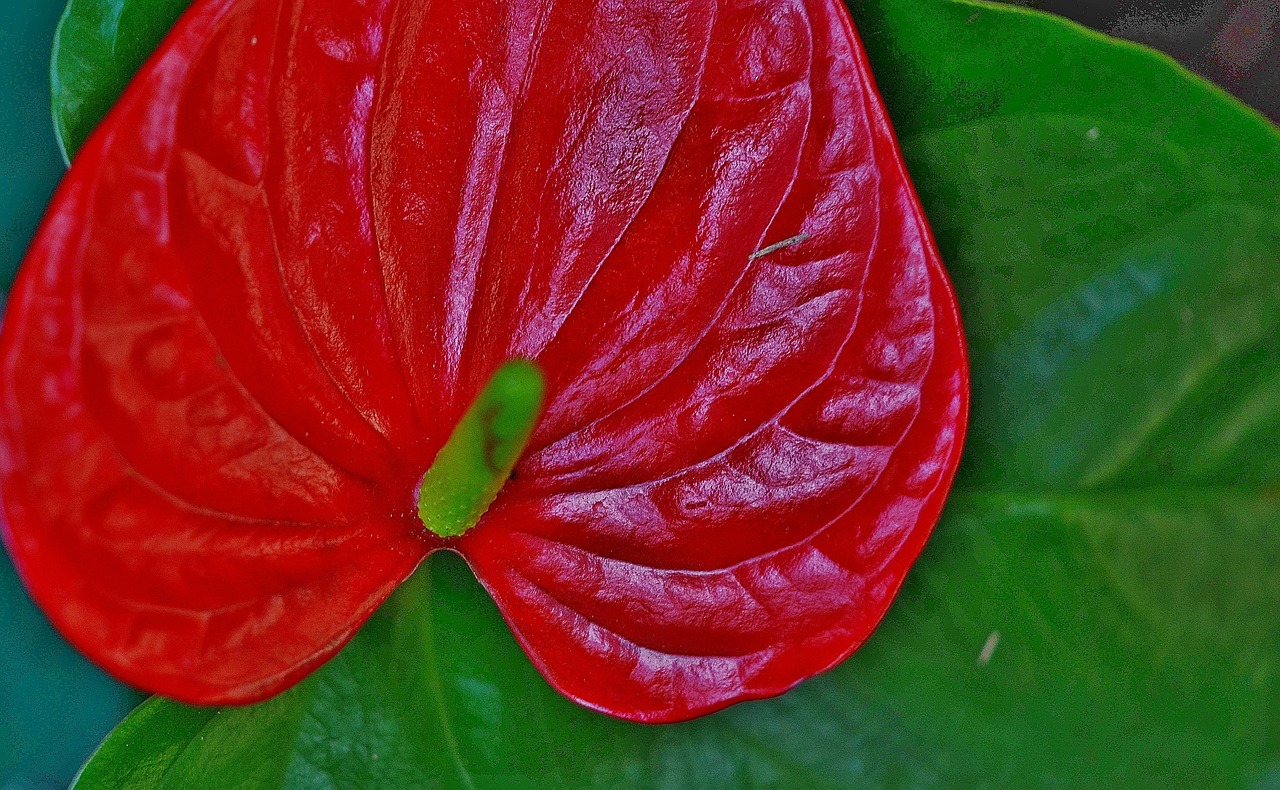 anthurium flower red free photo