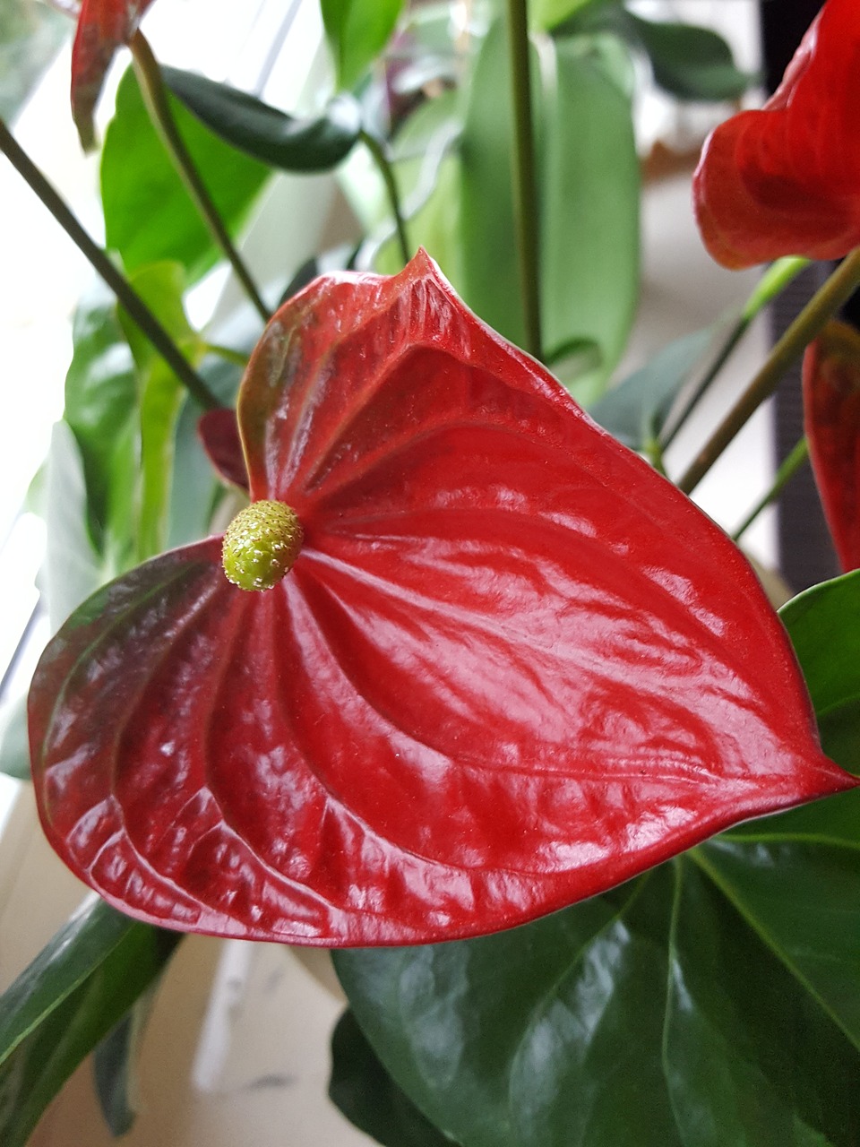 anthurium blossom bloom free photo