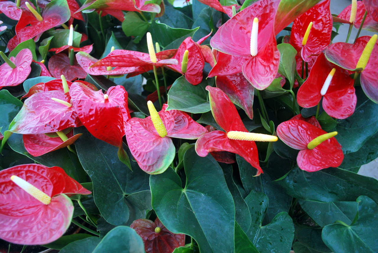 flower flowers anthurium free photo