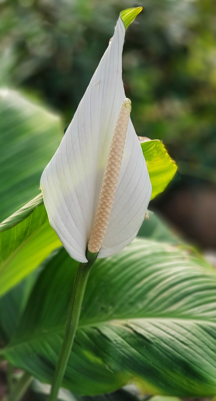 anthurium white danger to cats free photo