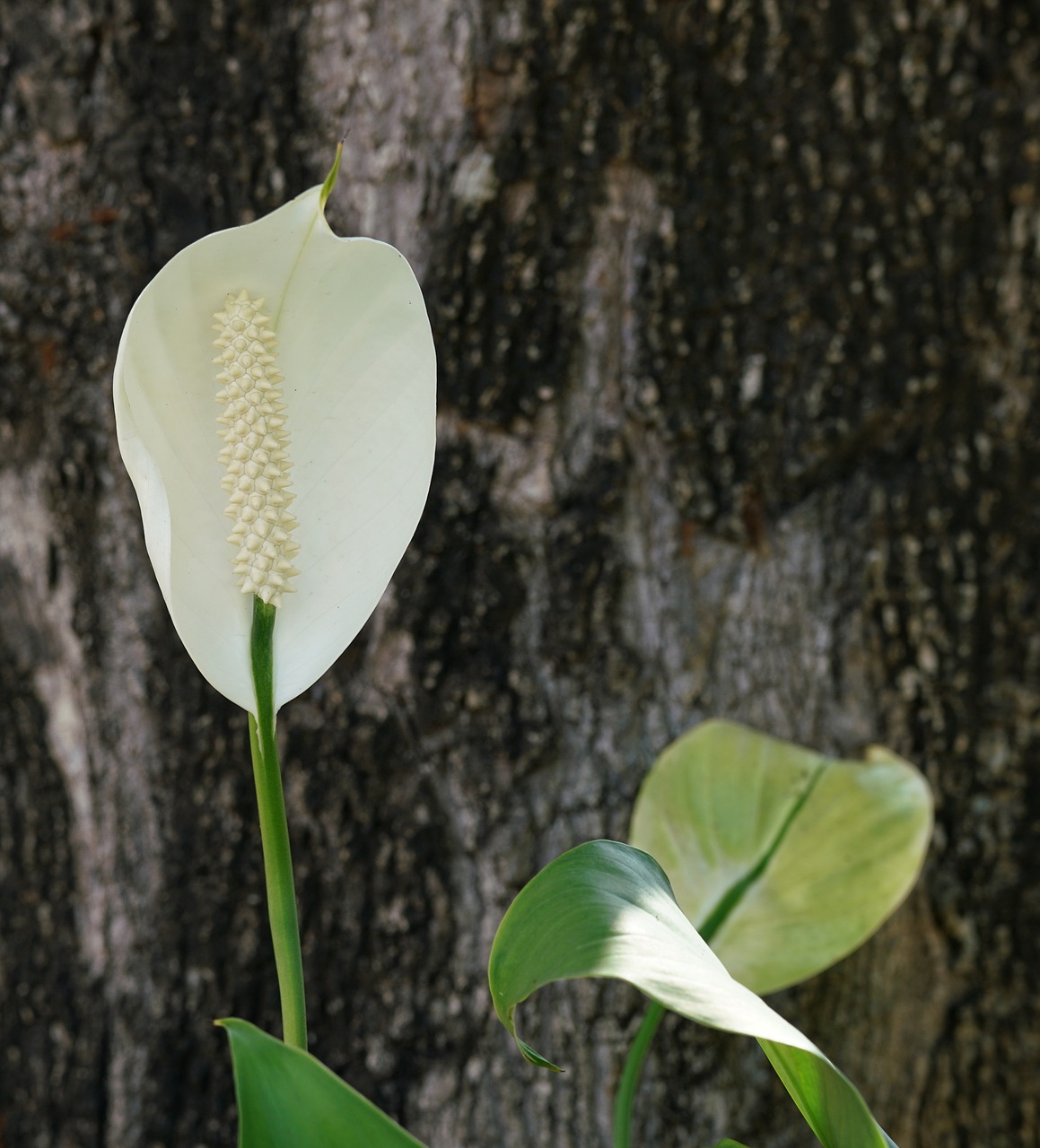 anthurium  tailflower  flamingo flower free photo