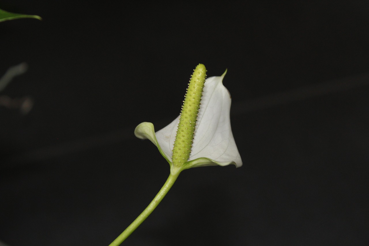 anthurium  flower  arum free photo