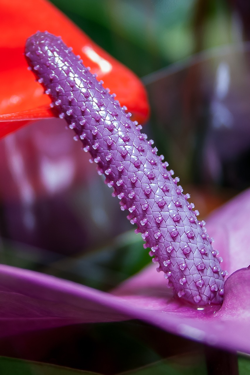 anthurium purple flamingo flower free photo