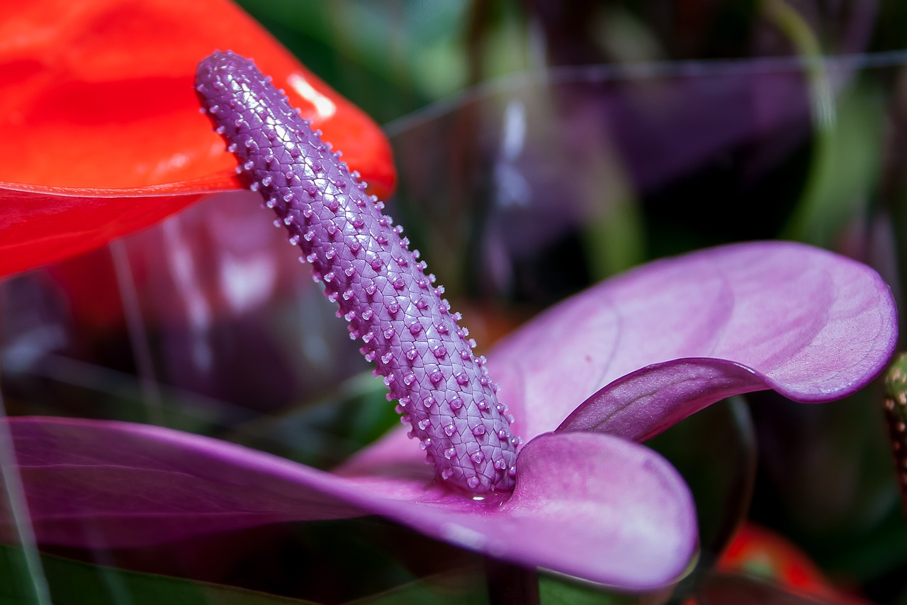 anthurium purple flamingo flower free photo