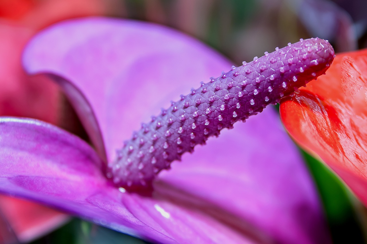 anthurium purple flamingo flower free photo