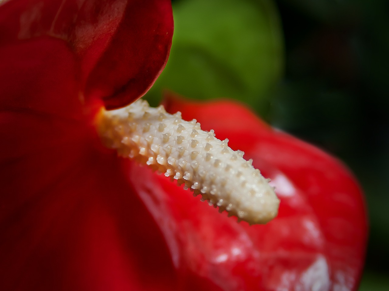 anthurium red flamingo flower free photo