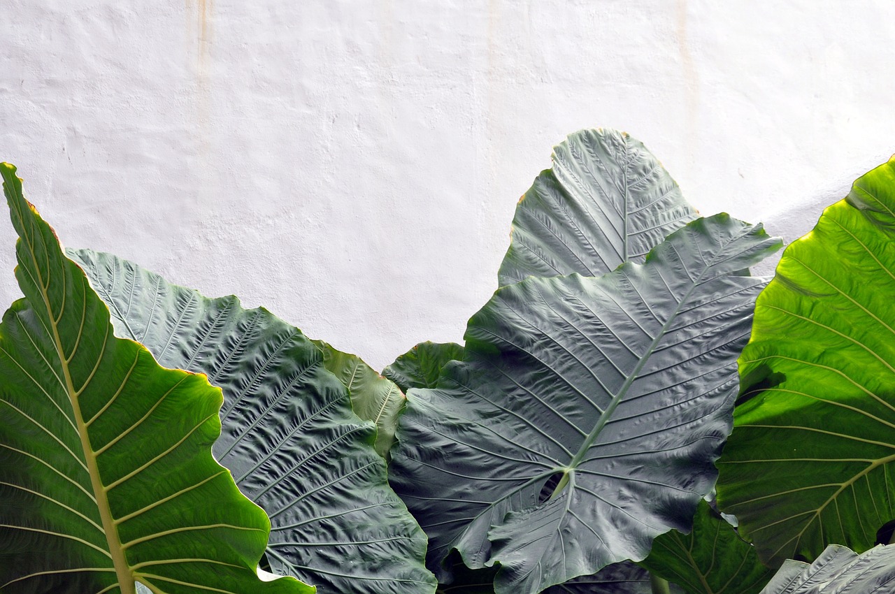 anthurium leaf green foliage free photo