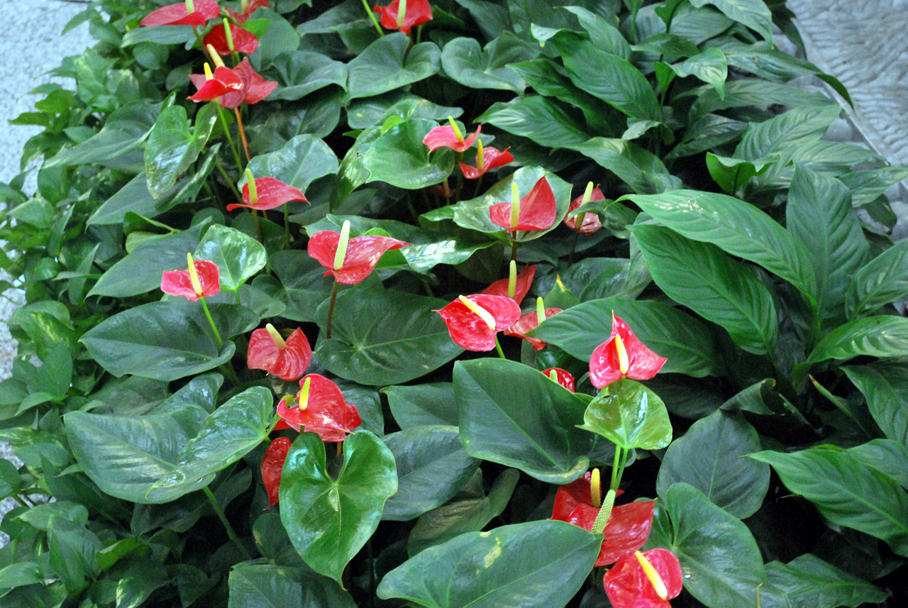 anthurium plant foliage free photo