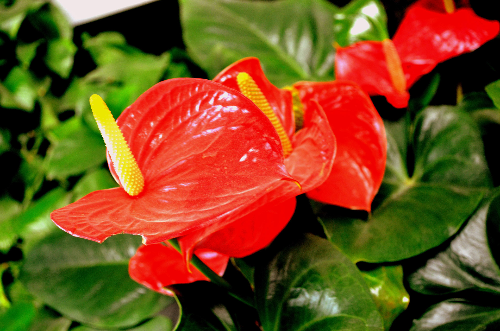 flower anthurium bloom free photo