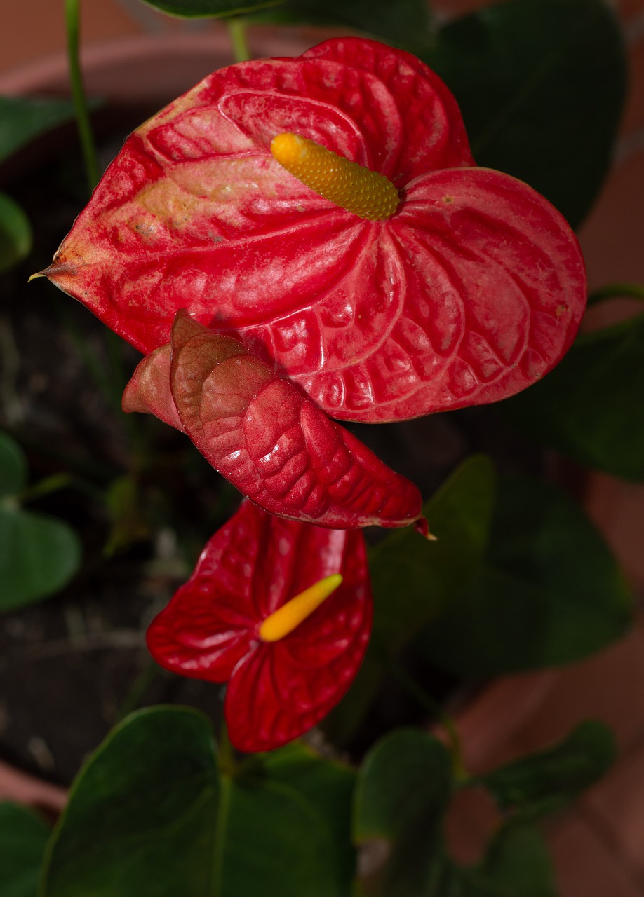anthuriums  flowers  red free photo