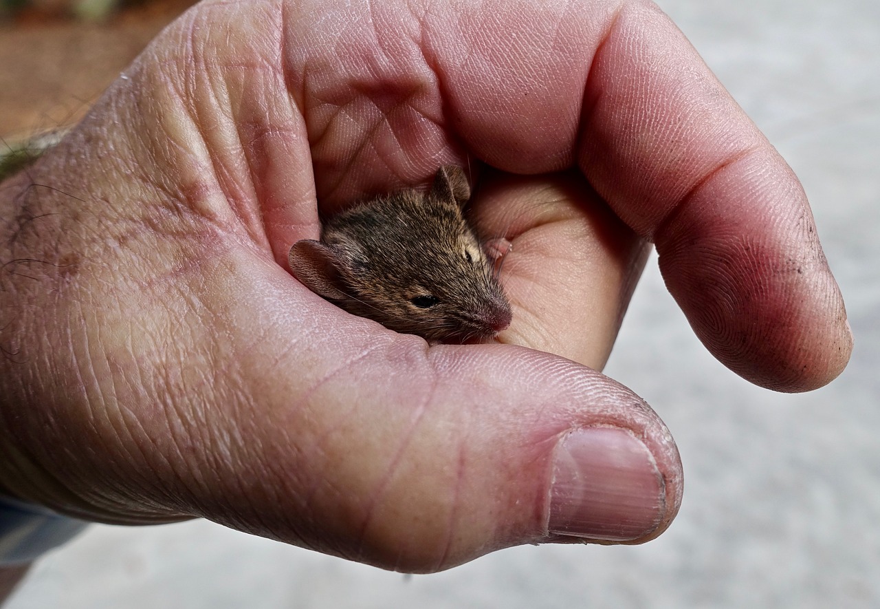 anticinus  mouse  rodent free photo
