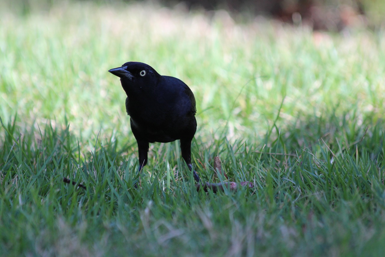 antillean grakl quiscalus niger black bird free photo