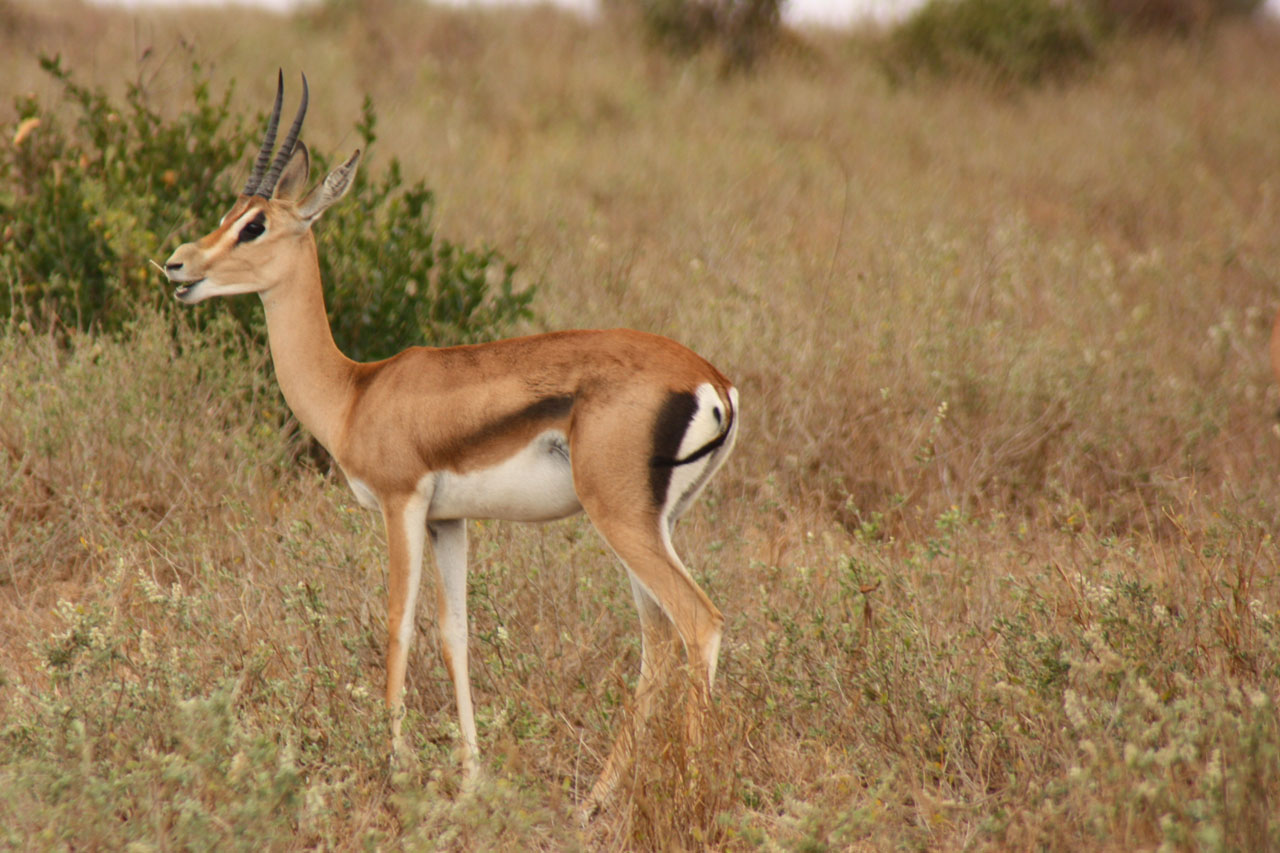 antilope animal family free photo