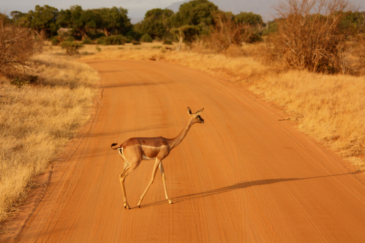 antilope animal family free photo