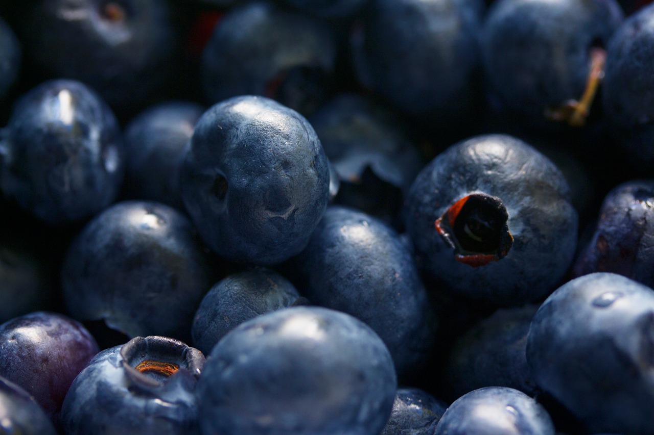 antioxidant berries bilberry free photo