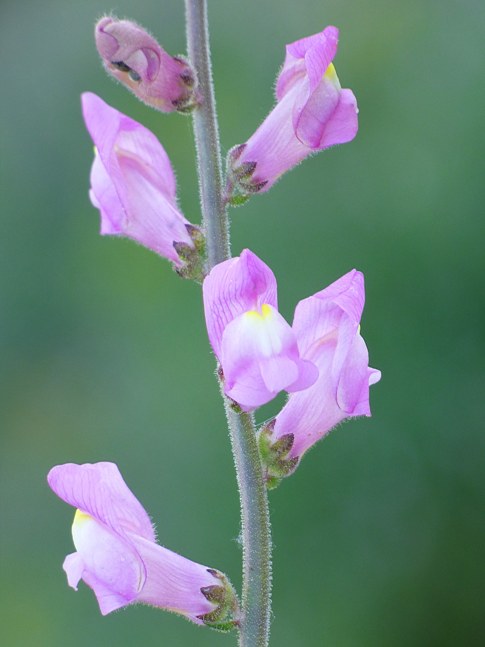 antirrhinum majus  bunnies  conillets free photo