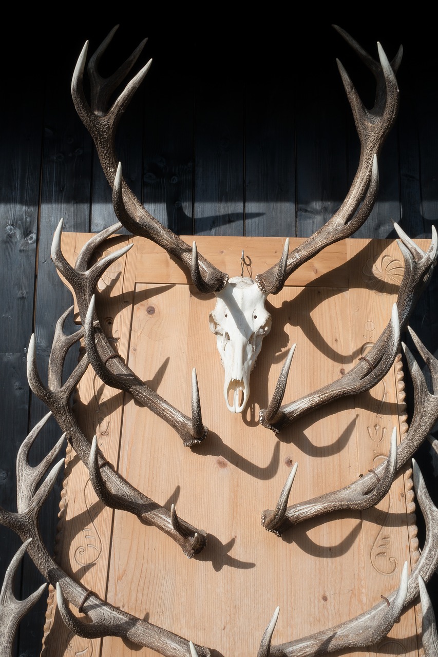 antler hirsch trophy free photo