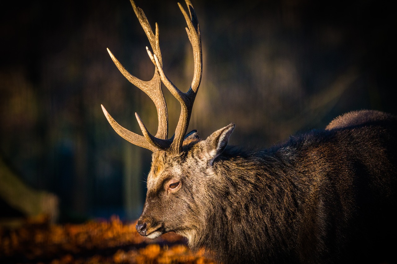 antler hirsch red deer free photo