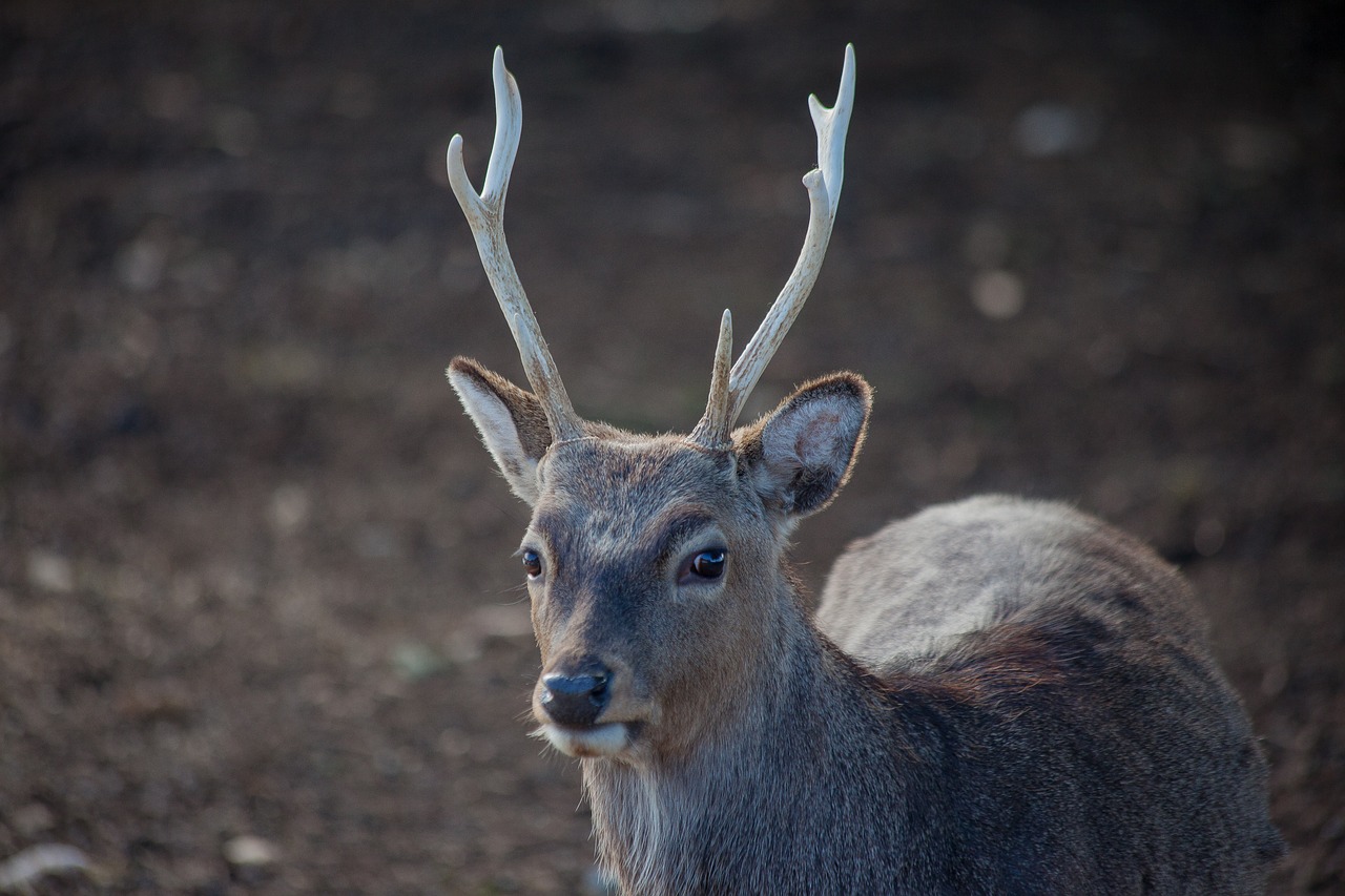 antler  roe deer  hirsch free photo