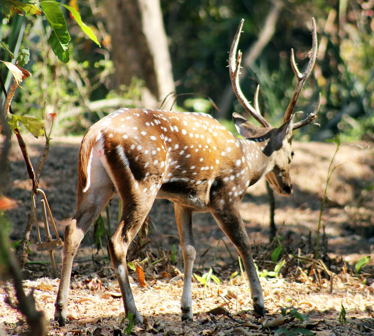 antler deer animal free photo